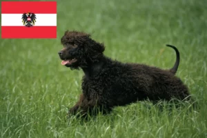 Read more about the article Criadores de Irish Water Spaniel e cachorros na Áustria