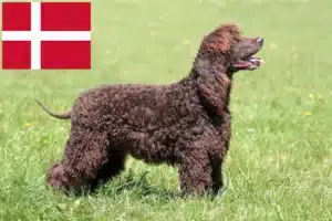 Read more about the article Criadores de Irish Water Spaniel e cachorros na Dinamarca