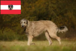 Read more about the article Criadores de Irish Wolfhound e cachorros na Áustria