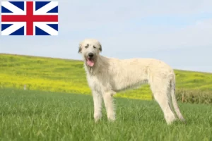 Read more about the article Criadores de Irish Wolfhound e cachorros na Grã-Bretanha