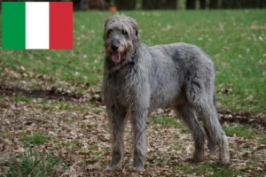 Read more about the article Criadores de Irish Wolfhound e cachorros em Itália