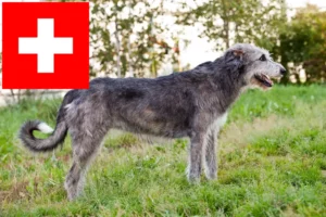 Read more about the article Criadores de Irish Wolfhound e cachorros na Suíça