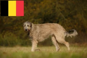 Read more about the article Criadores de Irish Wolfhound e cachorros na Bélgica