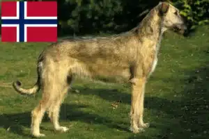 Read more about the article Criadores de Irish Wolfhound e cachorros na Noruega