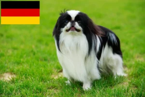 Read more about the article Japão Chin criadores e cachorros na Alemanha