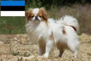 Read more about the article Japão Chin criadores e cachorros na Estónia