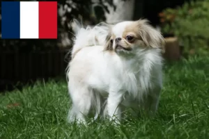 Read more about the article Japão Chin criadores e cachorros em França