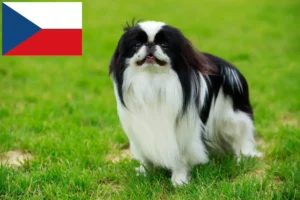 Read more about the article Criadores e cachorros de Chin do Japão na República Checa