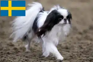Read more about the article Japão Chin criadores e cachorros na Suécia