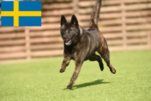 Read more about the article Criador de Kai e cachorros na Suécia