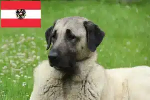 Read more about the article Criadores de Kangal e cachorros na Áustria