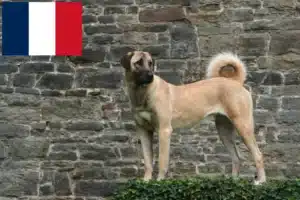 Read more about the article Criadores de Kangal e cachorros em França