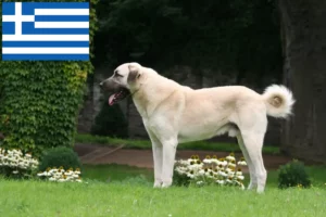 Read more about the article Criadores de Kangal e cachorros na Grécia