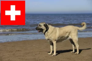 Read more about the article Criadores de Kangal e cachorros na Suíça