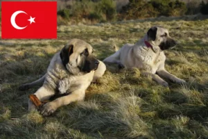 Read more about the article Criadores de Kangal e cachorros na Turquia