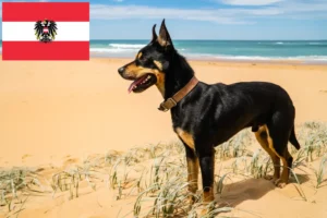 Read more about the article Criadores de Kelpie australiano e cachorros na Áustria