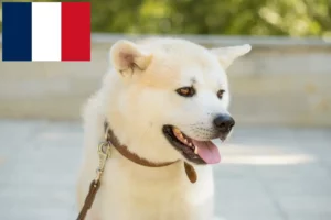 Read more about the article Criadores de Kishu e cachorros em França