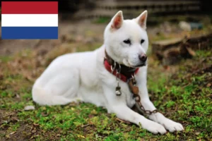 Read more about the article Criadores de Kishu e cachorros nos Países Baixos