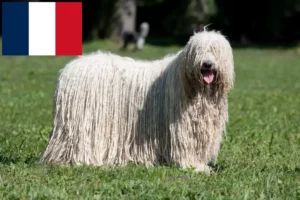 Read more about the article Komondor criadores e cachorros em França
