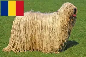 Read more about the article Komondor criadores e cachorros em Roménia