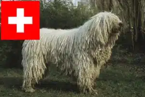 Read more about the article Komondor criadores e cachorros na Suíça