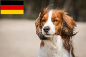 Read more about the article Criadores de Kooikerhondje holandês e cachorros na Alemanha