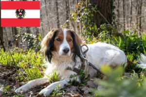 Read more about the article Criadores de Kooikerhondje holandês e cachorros na Áustria