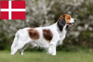 Read more about the article Criadores de Kooikerhondje holandeses e cachorros na Dinamarca