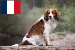 Read more about the article Criadores de Kooikerhondje holandês e cachorros em França