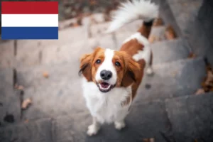 Read more about the article Criadores de Kooikerhondje holandeses e cachorros nos Países Baixos