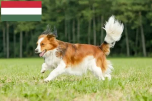 Read more about the article Criadores de Kooikerhondje holandês e cachorros na Hungria