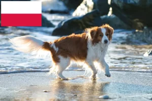 Read more about the article Criadores de Kooikerhondje holandês e cachorros na Polónia