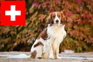 Read more about the article Criadores de Kooikerhondje holandês e cachorros na Suíça