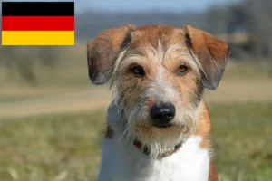 Read more about the article Criadores de Kromfohrländer e cachorros na Alemanha