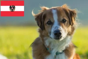 Read more about the article Criadores de Kromfohrländer e cachorros na Áustria