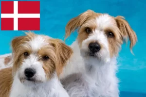 Read more about the article Criadores de Kromfohrländer e cachorros na Dinamarca