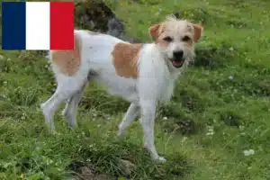 Read more about the article Criadores de Kromfohrländer e cachorros em França