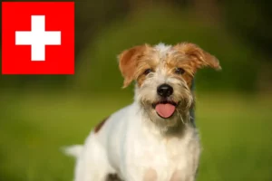 Read more about the article Criadores de Kromfohrländer e cachorros na Suíça