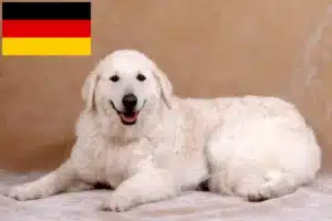 Read more about the article Criadores de Kuvasz e cachorros na Alemanha