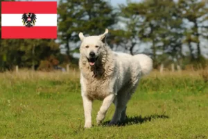 Read more about the article Criadores de Kuvasz e cachorros na Áustria