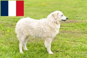Read more about the article Kuvasz criadores e cachorros em França