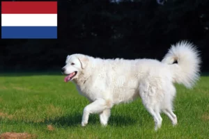 Read more about the article Criadores de Kuvasz e cachorros nos Países Baixos