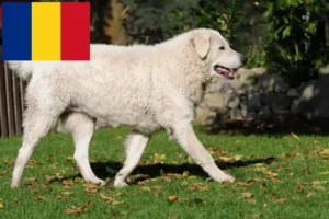 Read more about the article Kuvasz criadores e cachorros em Roménia