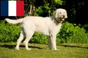 Read more about the article Criadores de Labradoodle e cachorros em França