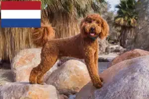 Read more about the article Criadores de Labradoodle e cachorros nos Países Baixos