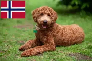 Read more about the article Criadores de Labradoodle e cachorros na Noruega
