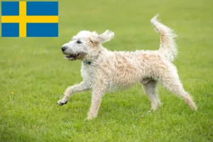 Read more about the article Criadores de Labradoodle e cachorros na Suécia