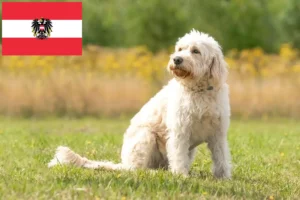 Read more about the article Criadores de Labradoodle e cachorros na Áustria