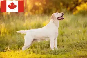 Read more about the article Criadores de Labrador e cachorros no Canadá
