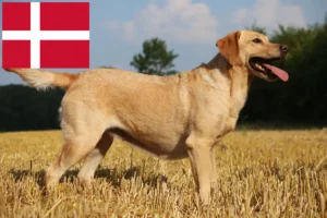 Read more about the article Criadores de Labrador e cachorros na Dinamarca